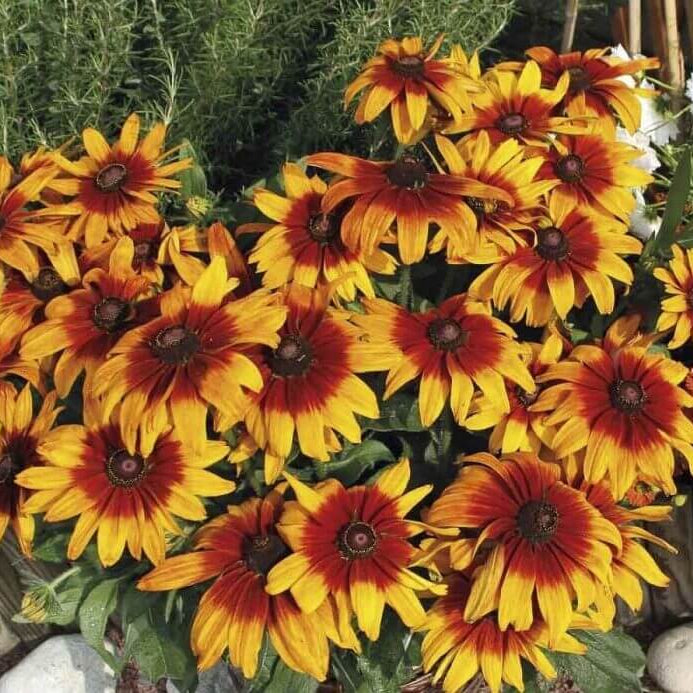 Perennial Rudbeckia Seeds - Flower Plant 