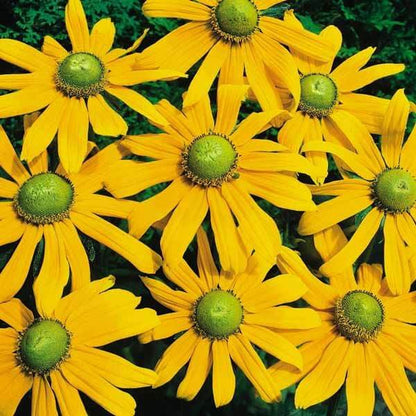 Perennial Rudbeckia Seeds - Flower Plant 
