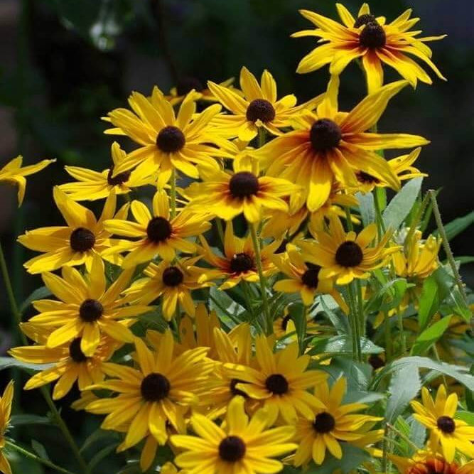 Perennial Rudbeckia Seeds - Flower Plant 