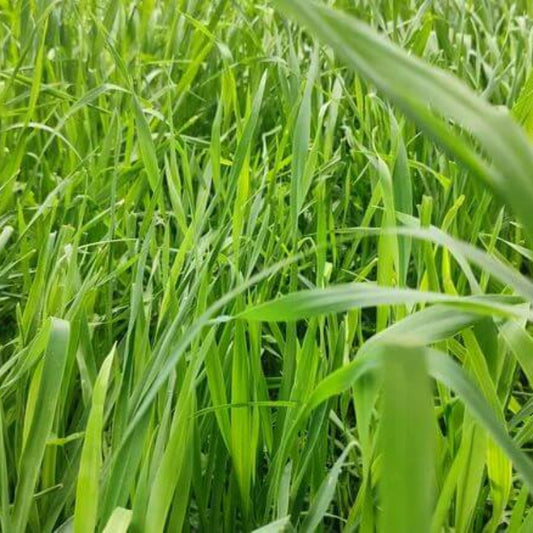 Perennial Ryegrass Seeds - Grass Seeds for Home Gardens