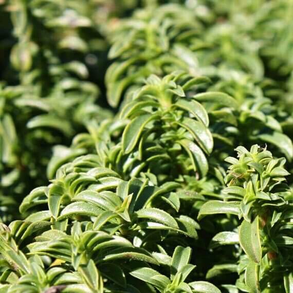 Perennial Savory Seeds