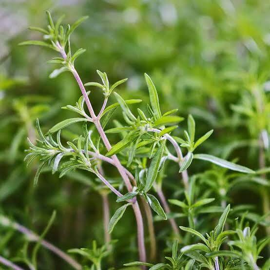 Perennial Savory Seeds