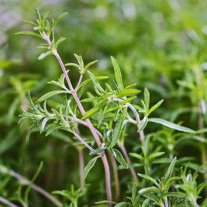 Perennial Savory Seeds