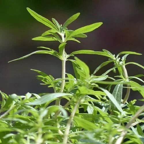 Perennial Savory Seeds