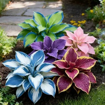 Perennial Shade Seeds