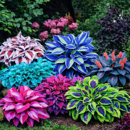 Perennial Shade Seeds