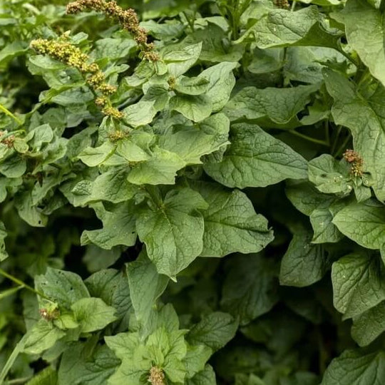 Perennial Spinach Seeds