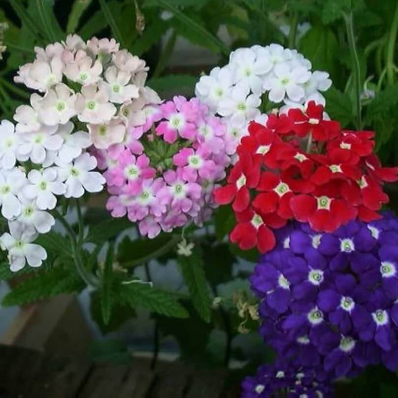 Perennial Verbena Seeds - Flower Plant