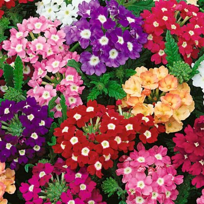 Perennial Verbena Seeds - Flower Plant