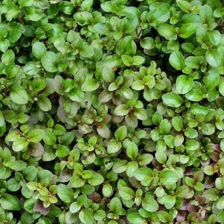 Perennial Watercress Seeds 