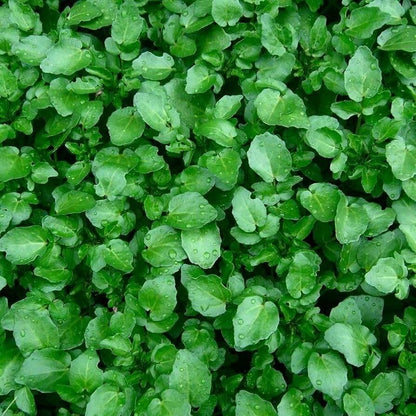 Perennial Watercress Seeds 