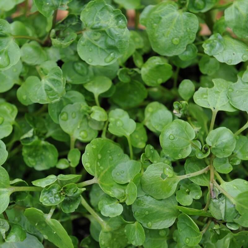 Perennial Watercress Seeds 