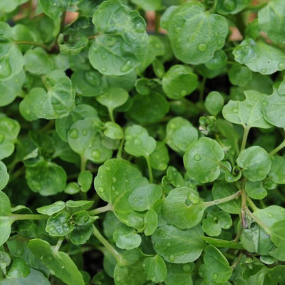 Perennial Watercress Seeds 
