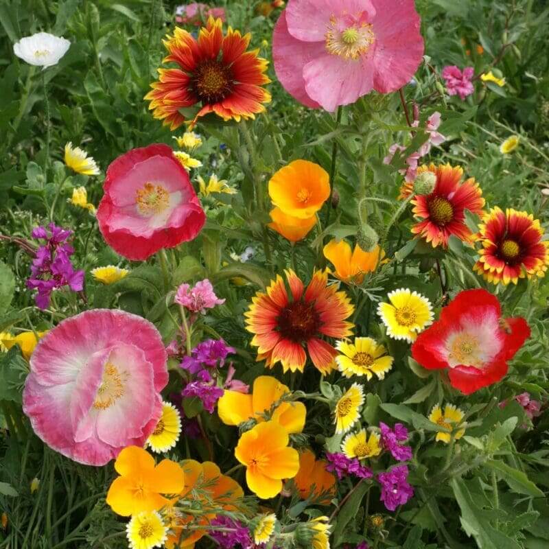 Perennial Wildflower Seeds - Flower Plant