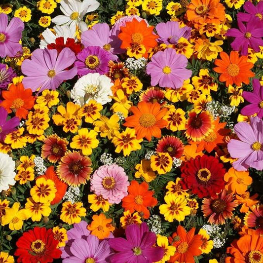 Perennial Wildflower Seeds - Flower Plant