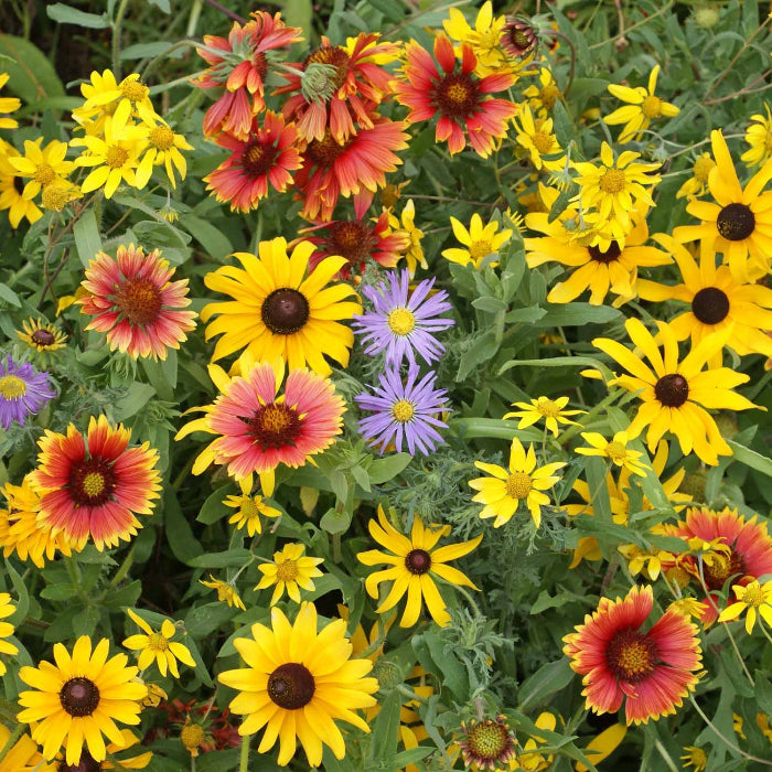 Perennial Wildflower Seeds - Flower Plant