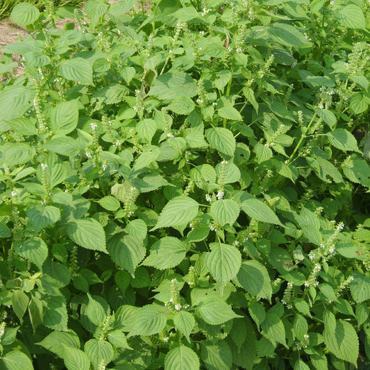 Perilla Seeds