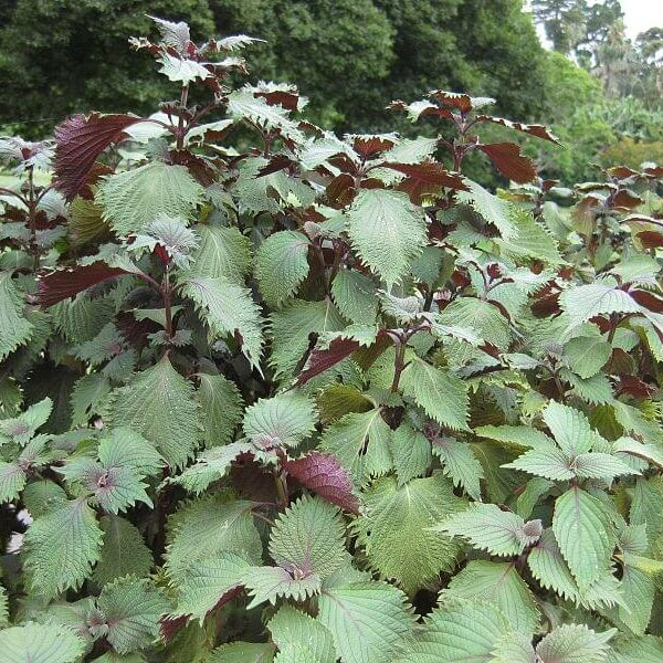 Perilla Seeds