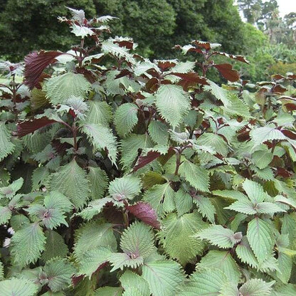Perilla Seeds