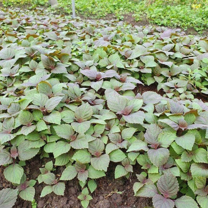 Perilla Seeds - Herbal Plant