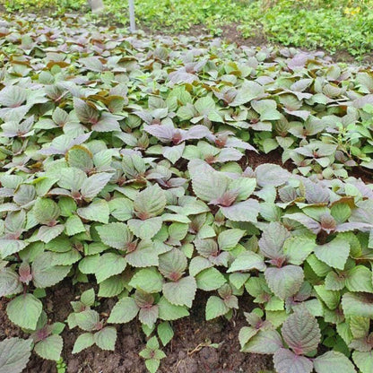 Perilla Seeds - Herbal Plant