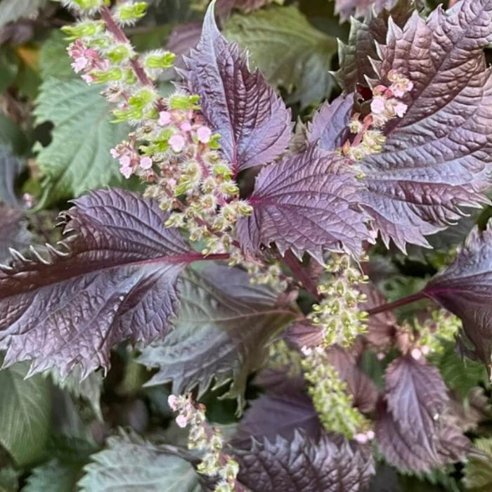 Perilla Seeds - Herbal Plant