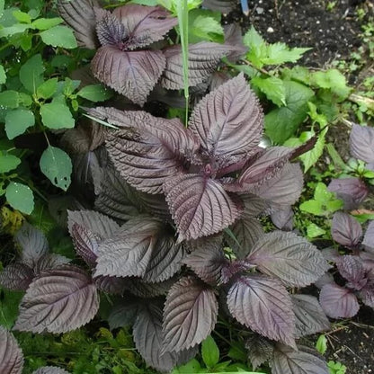 Perilla Seeds for Planting 