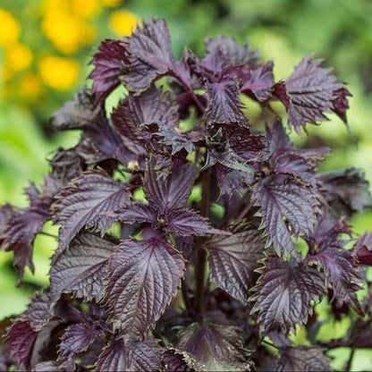 Perilla Seeds for Planting 