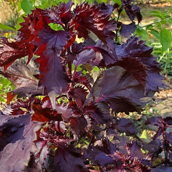 Perilla Shiso Seeds - Herbal Plant