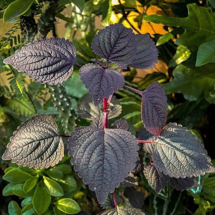 Perilla Shiso Seeds - Herbal Plant
