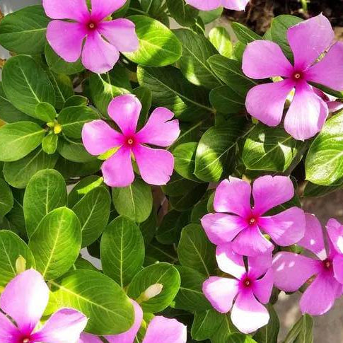 Periwinkle Ground Cover Seeds