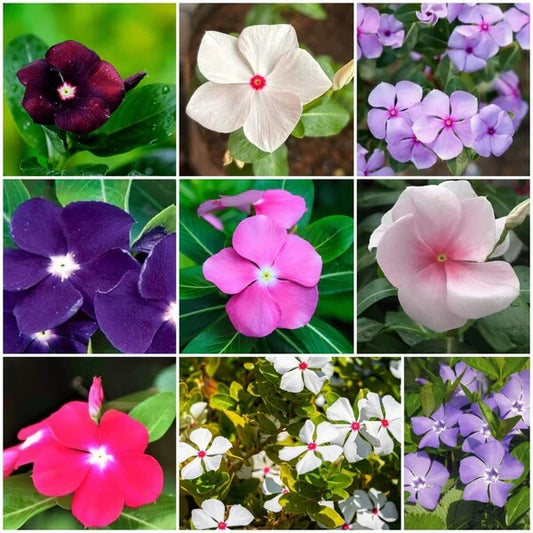 Periwinkle Seeds - All In One For Home Gardens