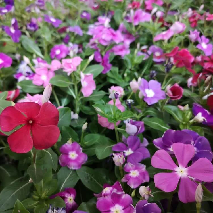 Periwinkle Seeds - All In One For Home Gardens