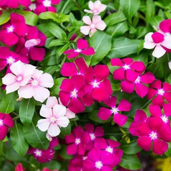 Periwinkle Seeds - All In One For Home Gardens