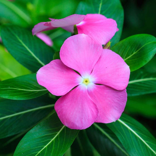 Periwinkle Seeds - Flower Plant for Home Gardens