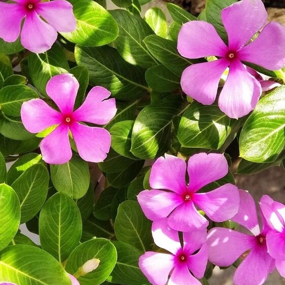 Periwinkle Seeds - Flower Plant for Home Gardens