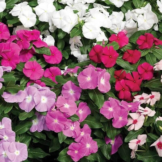 Periwinkle Vinca Minor Seeds