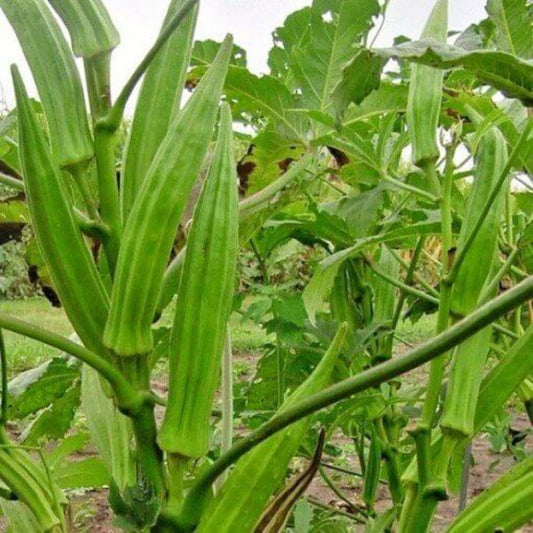 Perkins Long Pod Okra Seeds - Heirloom Vegetable Plant for Home Gardens