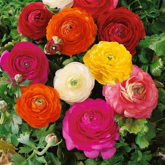 Persian Buttercup Seeds - Flower Plant