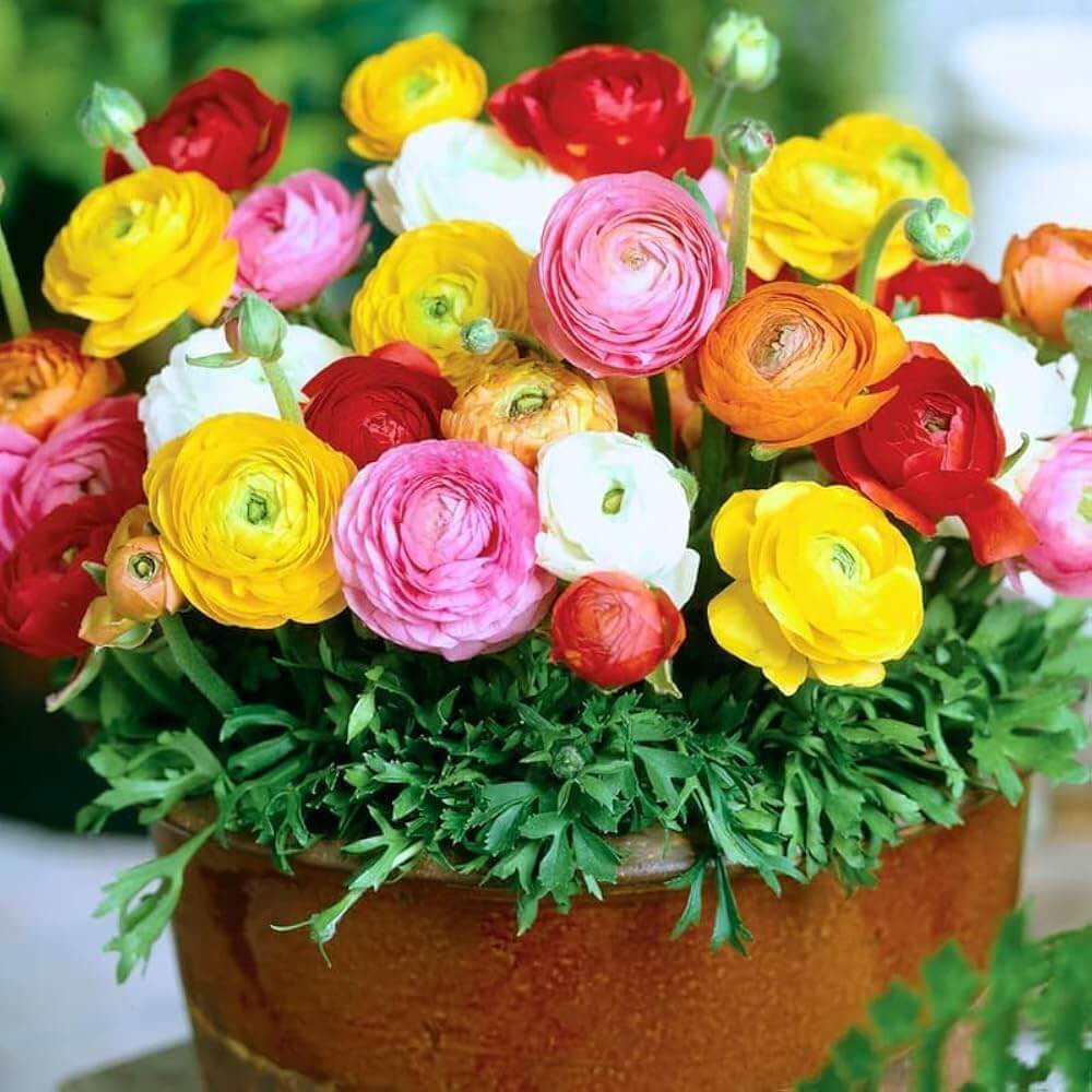 Persian Buttercup Seeds - Flower Plant