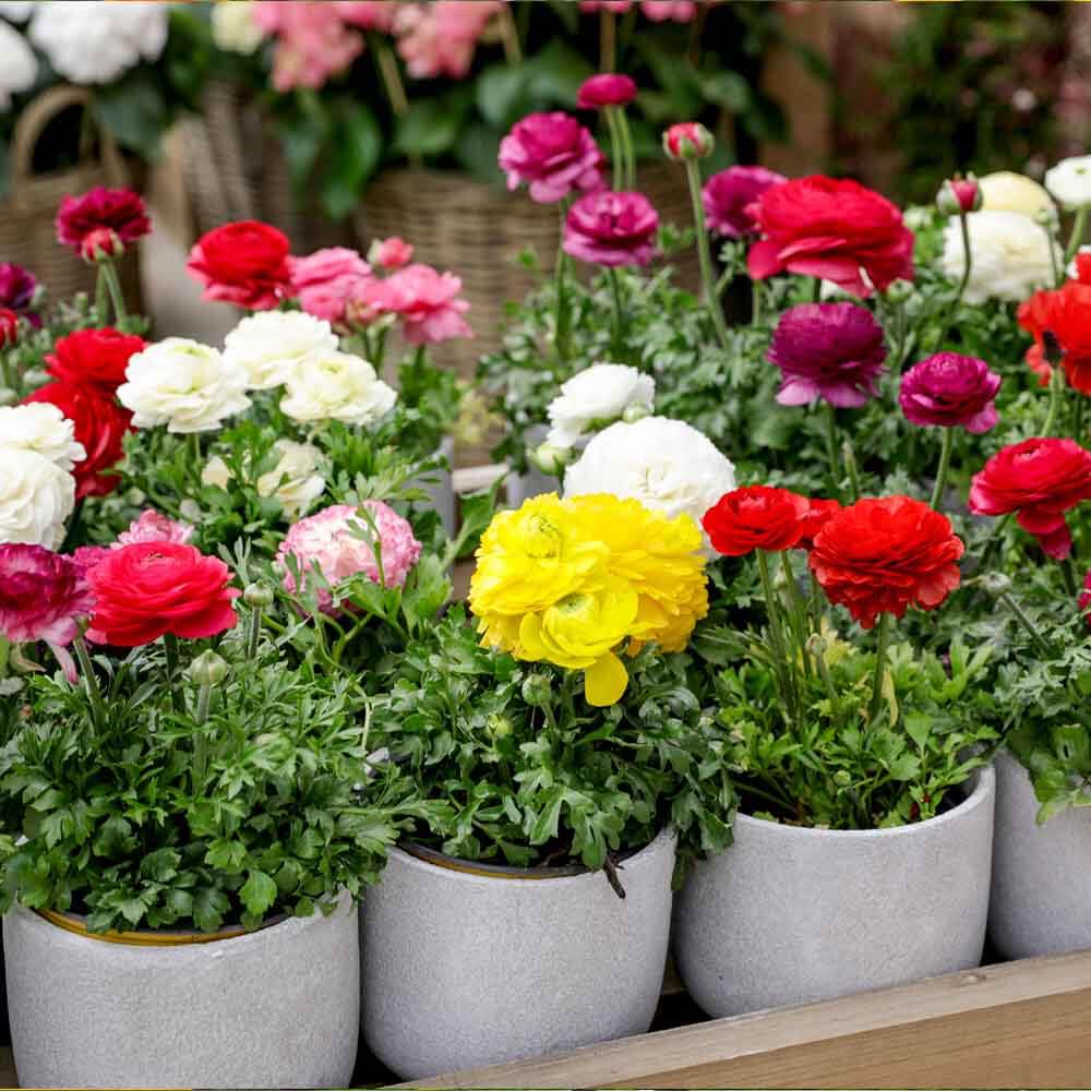 Persian Buttercup Seeds - Flower Plant