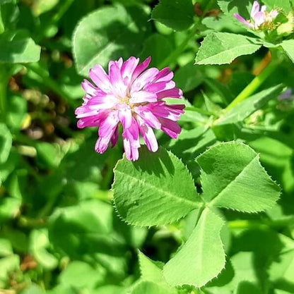 Persian Clover Seeds - Flower Plant 