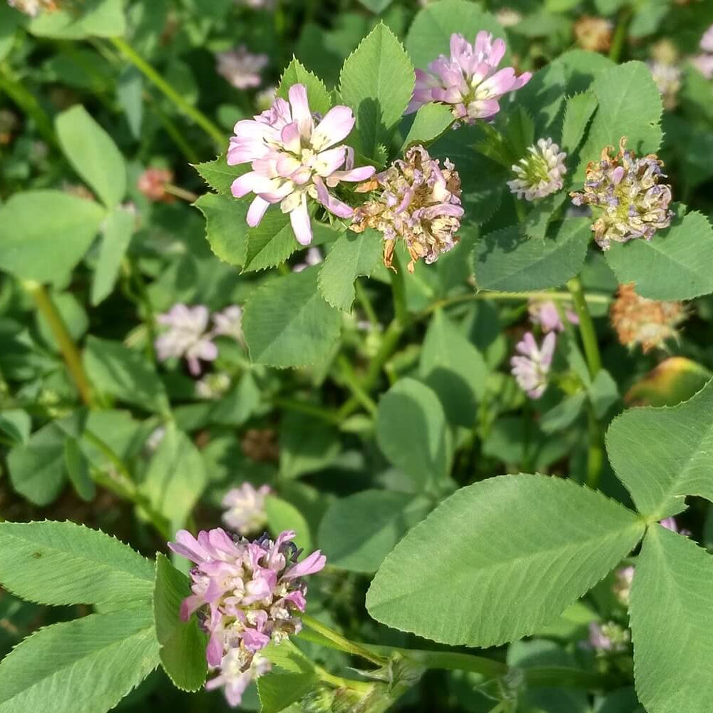 Persian Clover Seeds - Flower Plant 