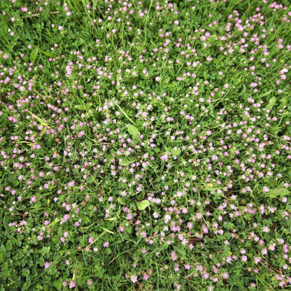 Persian Clover Seeds - Flower Plant 