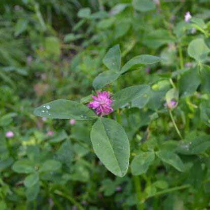 Persian Clover Seeds - Flower Plant 