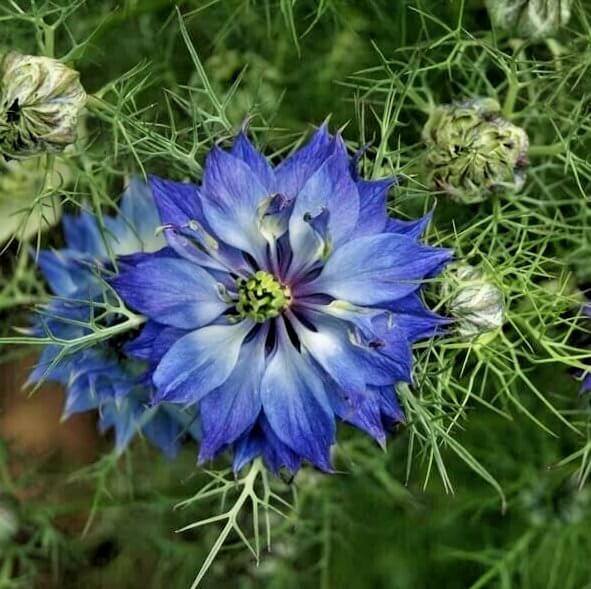 Persian Jewels Blue Love-in-a-Mist Seeds - Heirloom Flower Plant for Home Gardens