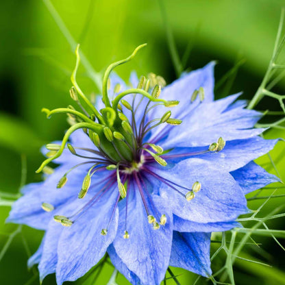 Persian Jewels Blue Love-in-a-Mist Seeds - Heirloom Flower Plant for Home Gardens