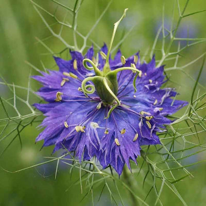 Persian Jewels Blue Love-in-a-Mist Seeds - Heirloom Flower Plant for Home Gardens