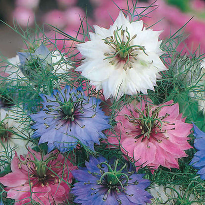 Persian Jewels Blue Love-in-a-Mist Seeds - Heirloom Flower Plant for Home Gardens