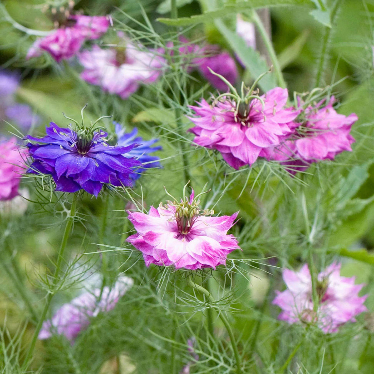 Persian Jewels Mix Love-in-a-Mist Seeds - Heirloom Flower Plant for Home Gardens